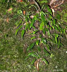 Image result for Elaphoglossum kivuense