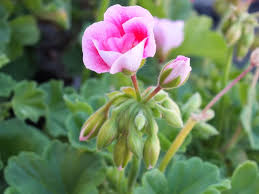 Ich denke es ist noch zu früh sie nach draußen in den garten. Geranien Pflanzen Pelargonien Einpflanzen