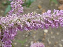 Image result for Plumbaginaceae