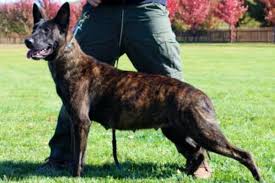 All our pups are akc registered. Puppy Breeder Trainer And Seller Of World Class Pedigree Belgian Malinois Puppies And German Shepherd Puppies Personal Protection Dog Malinois Puppies Puppies