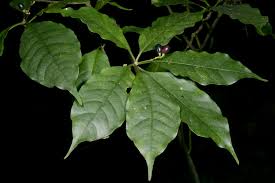 Image result for Rauvolfia mannii