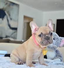 This litter has don choc and once in a blue moon as well as some champions in the pedigree. French Bulldog Puppies Fawn Pets Lovers