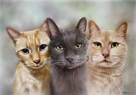 Need a caption Lovely meows JOIN NOW