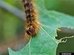 The truth is that using soapy water to get rid of caterpillars on your plants is a regular process. Eliminating Egg Masses Now Will Prevent Leaf Eating Gypsy Moth Caterpillars Next Spring Msu Extension