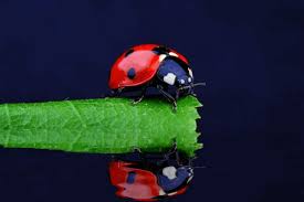 Here are only the best lady bug wallpapers. Ladybug Gifs Animated Images Of A Beetle For Good Luck