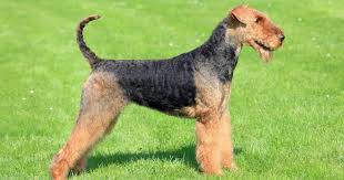 Image result for foxterier drsnosrstý