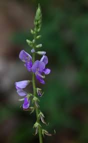 Image result for Grona setigera