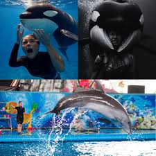 She Reached Out to Pet the Dolphin—Seconds Later, the Water Turned Red: Shocking  Incident That Silenced an Entire Aquarium