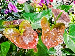 Anthurium Care And Growing Tips Joy Us Garden
