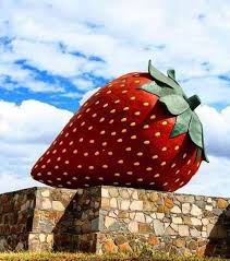 🍓 Jacona, La Capital de la Fresa 🍓 La... - Travesías Uérani | Facebook