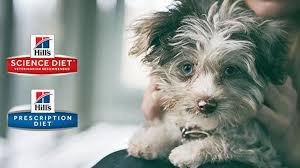 As a cat parents, failing to understand a good example of a silent recall is darwin's natural pet products pet food recall of 2017. Hills Dog Food Recall Australia