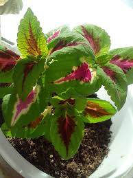 Image result for Cuscuta hyalina