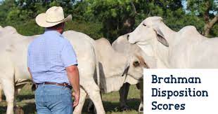 Brahman Disposition Scores B R Cutrer Inc