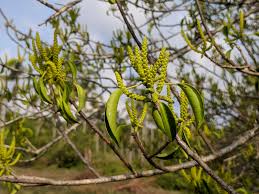 Image result for Excoecaria bussei