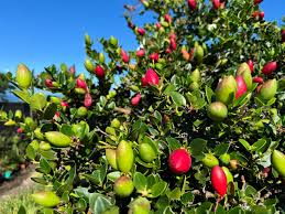 Image result for Erythrina afra