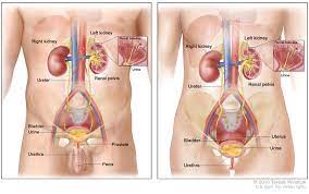 Kidney Care Brandywine Urology Consultants