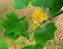 Image result for Magnoliaceae
