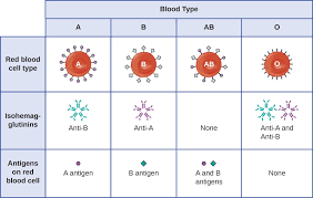 62 Unique Blood Groups Antigens And Antibodies Chart
