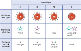 62 unique blood groups antigens and antibodies chart