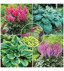 Hosta And Astilbe Shade Loving Garden Collection With 14 Plants Wind And Weather