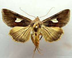 Image result for Autographa bractea