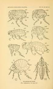 The Skeletal Anatomy Of Fleas Siphonaptera Biostor Insect Anatomy Fleas Insect Art