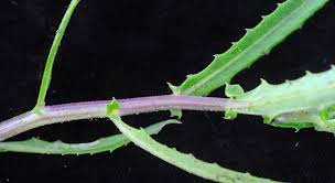 Image result for Crassocephalum radiatum