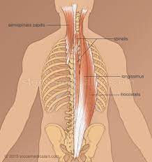 Anatomy And Physiology Extensor Muscles Medical Art