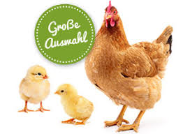 Hühner sind auch für die haltung als haustier im garten bestens geeignet. Huhner Und Entenstalle Von Hecht Huhner Oder Enten Im Garten Halten