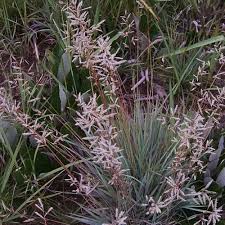 Image result for Eragrostis dinteri