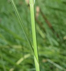 Image result for Bolboschoenus glaucus