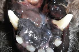 Malignant a person who is disaffected towards constituted authority, a malcontent; Malignant Melanoma