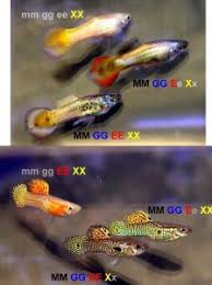 Guppy Color Genetics By W Storożew And S Apriatin Maxi Guppy