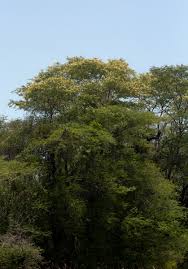 Image result for Acacia welwitschii