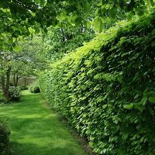 Image result for Živý plot z habru