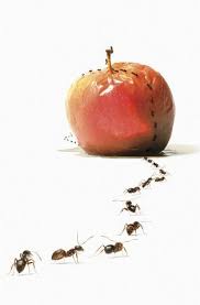 10 Rimedi Naturali Per Eliminare Da Casa Formiche E Altri Insetti Con Immagini Eliminare Le Formiche Rimedi Naturali Rimedi