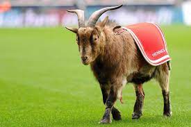 Konnte auf eine erfüllte amtszeit zurückblicken. 1 Fc Koln Geissbock Hennes Maskottchen Mit Tradition Kolner Stadt Anzeiger