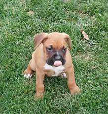 Boxer puppies for adoption in ny. Island Puppies Puppies Boxer Puppies For Sale Boxer Puppies