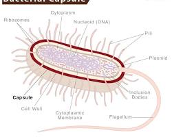 صورة Capsule in bacteria
