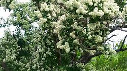 Image result for Galpinia transvaalica