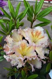 Rhododendron Amber Waves Rhododendron Waves Shrubs
