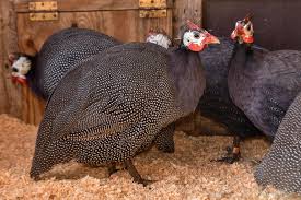 helmeted guinea fowl the maryland zoo