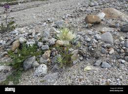 Image result for Acanthopale confertiflora