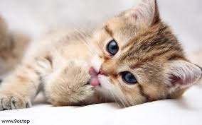 صور قطط كيوت اجمل خلفيات قطط 2018 Kittens Cutest Kitten Wallpaper Pets Cats