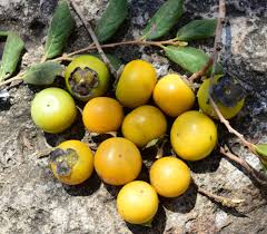 Image result for Diospyros natalensis