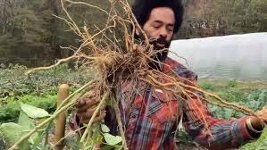 Image result for Andropogon canaliculatus