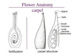 Carpel Structure Flower Anatomy Locule Funiculus Ovule Placenta Fertilization In 2020 Biology Classroom Science Chemistry Flower Anatomy