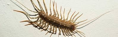 Maybe you would like to learn more about one of these? How To Get Rid Of Centipedes In House Plants