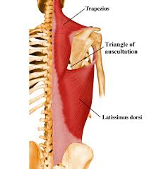 The Triangle Of Auscultation Is Where Doctors Can Hear The Lungs Best It S Made Up By The Medial Border Of The S Muscle Anatomy Yoga Anatomy Latissimus Dorsi