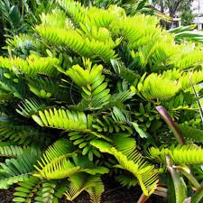 Image result for Zamia furfuracea